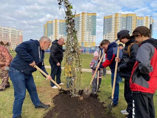 Серебристые тополя с колоновидной кроной посадили в сквере Московский в Иванове 